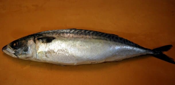 Chef Suzuki's Cured Mackerel